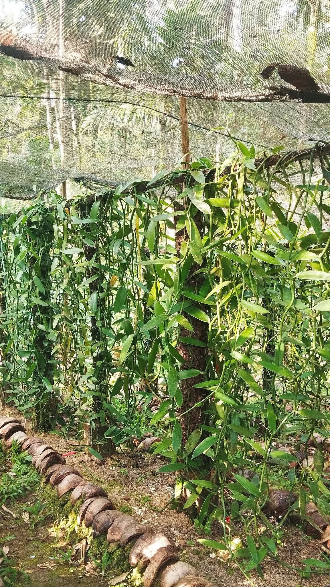Kebun Vanili Allwa Farm