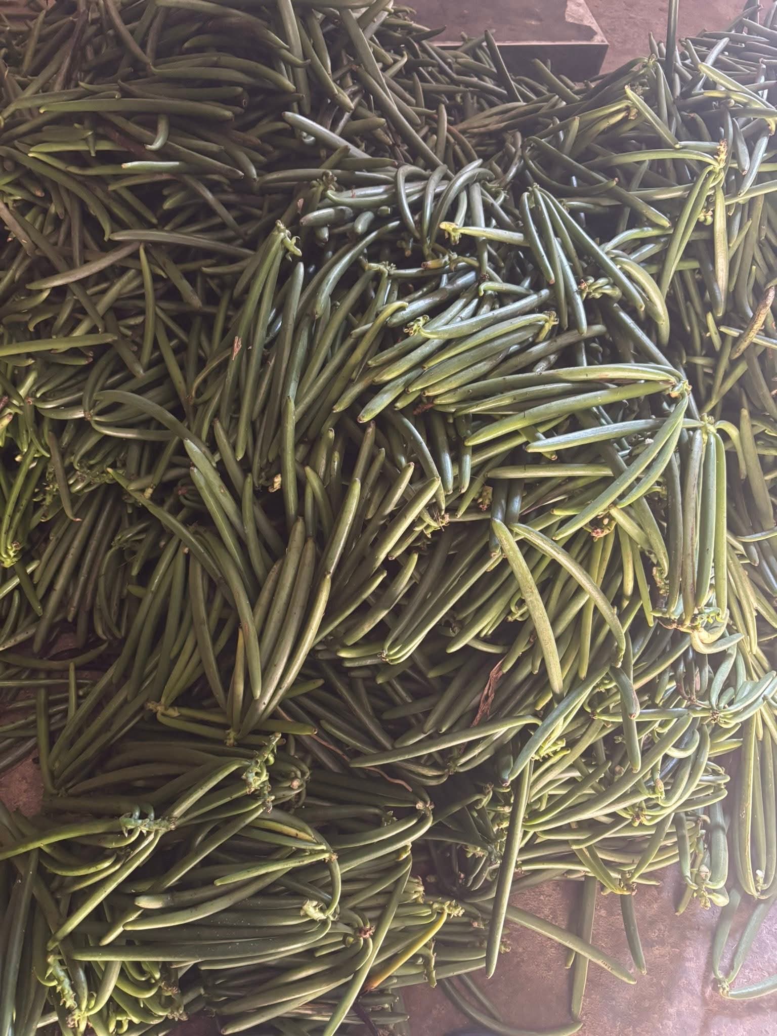 Panen Buah Vanili Segar