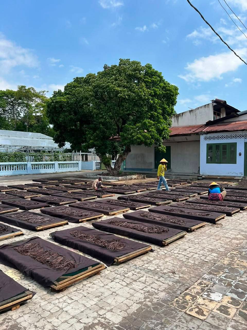 Proses Pengeringan Vanili